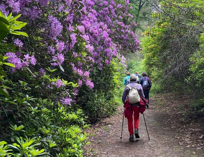 Rando des Rhododendrons