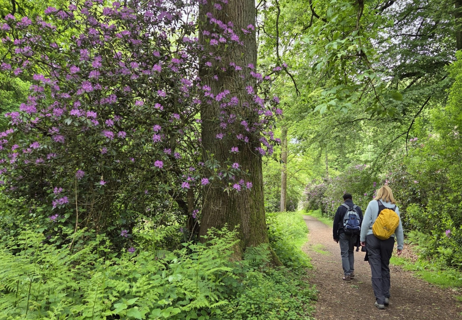 Rando des rhododendrons