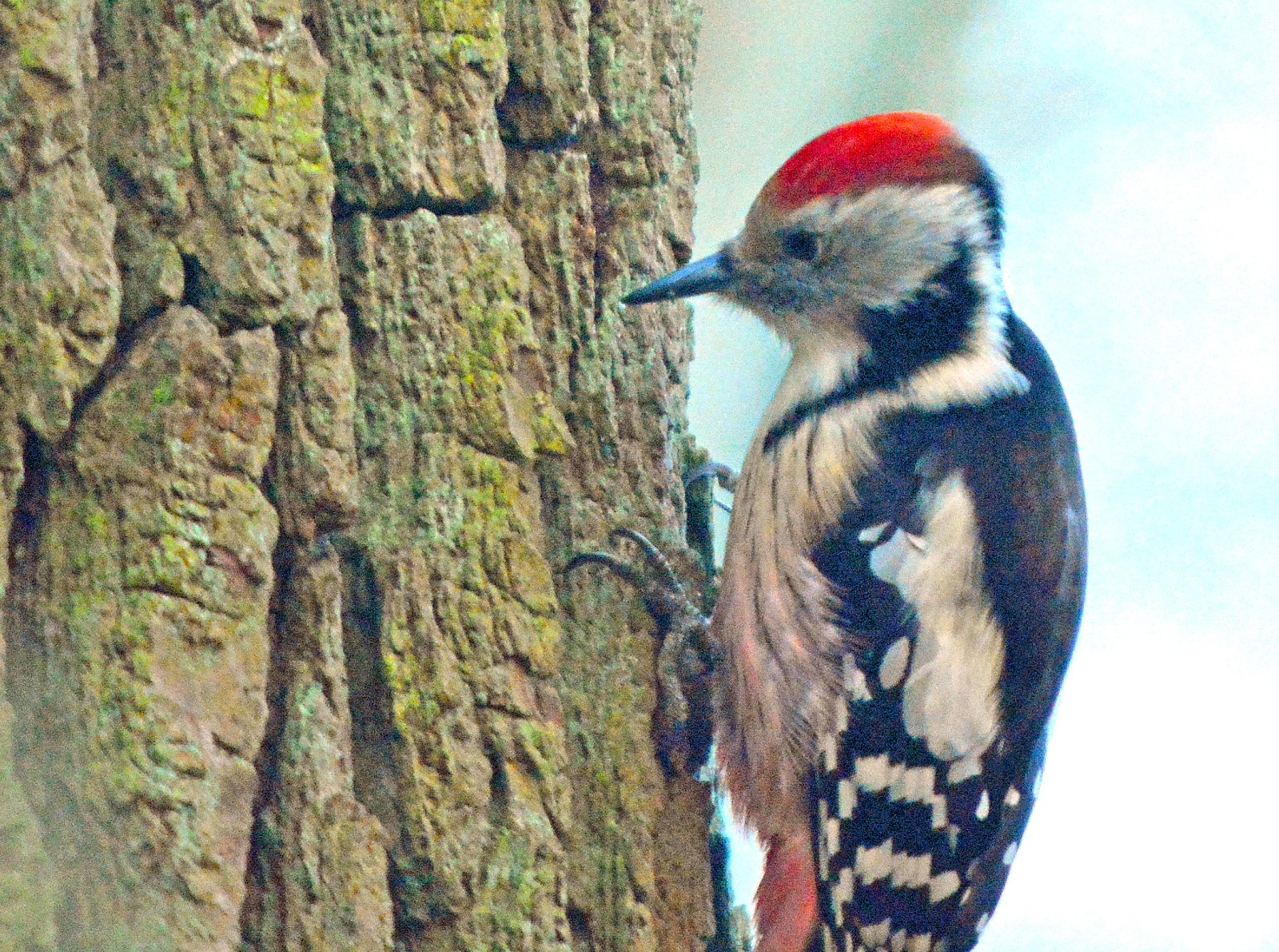 Rando du chœur de la forêt